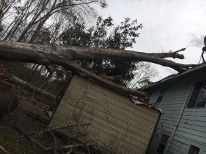Tree Fallen on Home 