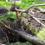 Storm cleanup and tree removal