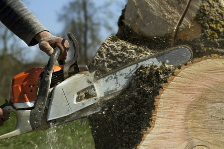 man cuts tree with chainsaw