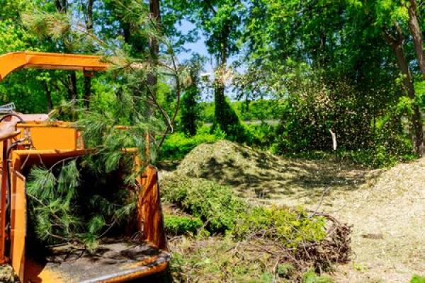 A machine mulches a wooded area